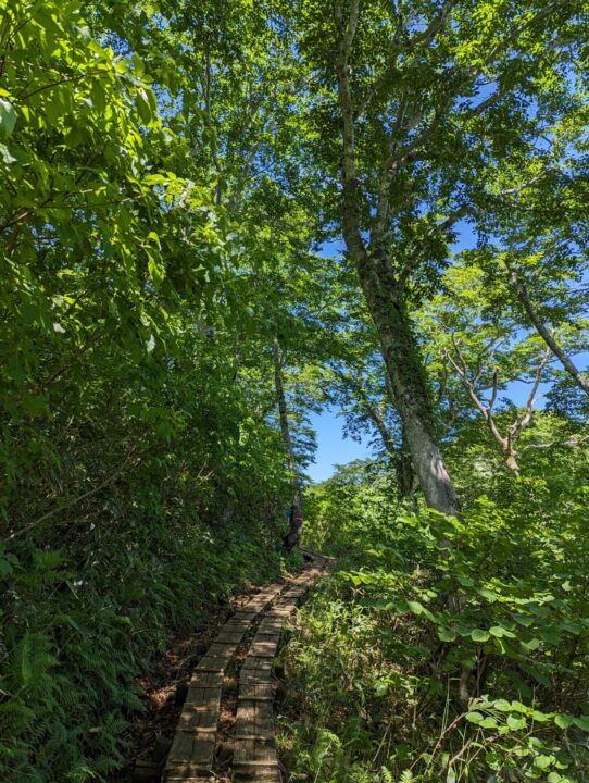 整備された登山道