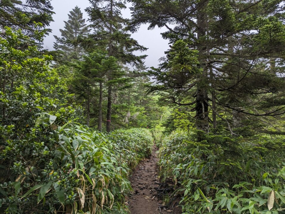 笹が茂る登山道