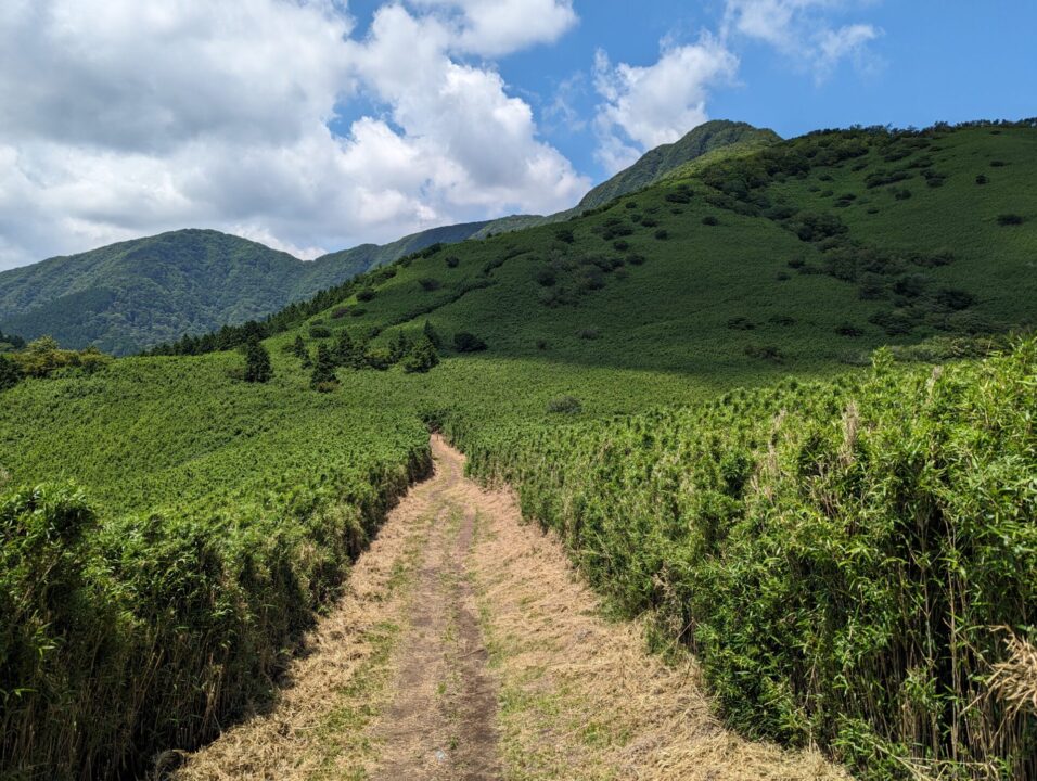 稜線を振り返ると金時山が見えてきます