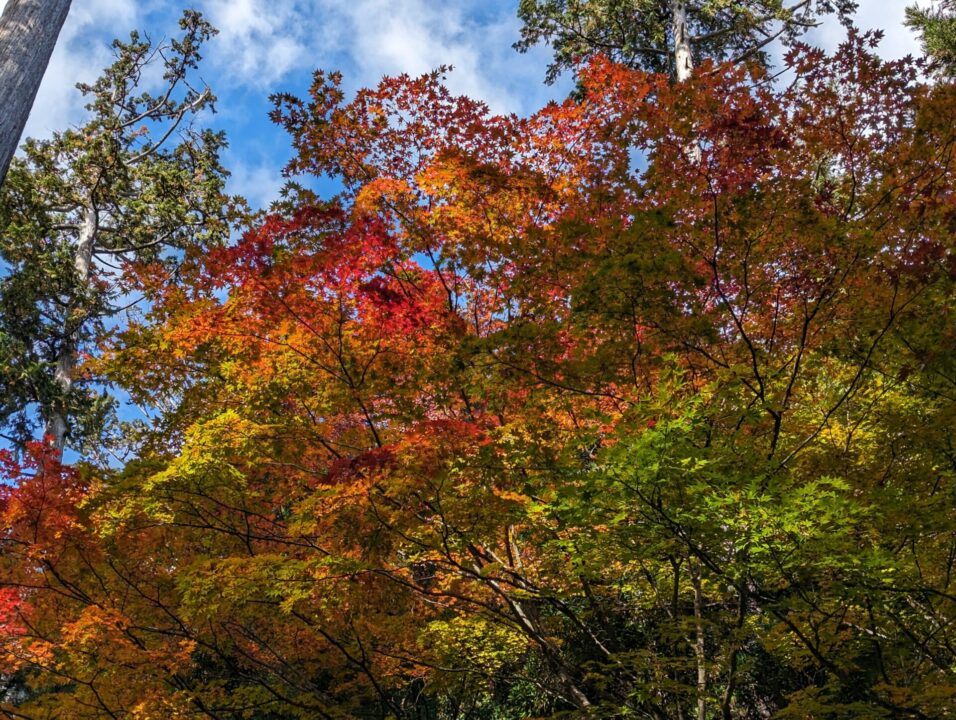 三峯神社境内の紅葉
