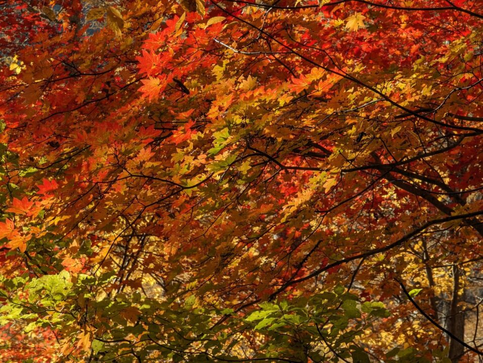 西沢渓谷入口付近の紅葉
