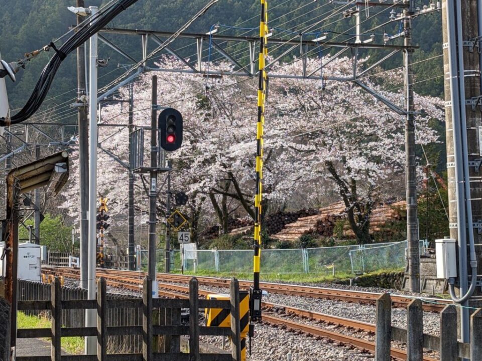 東吾野駅前の桜