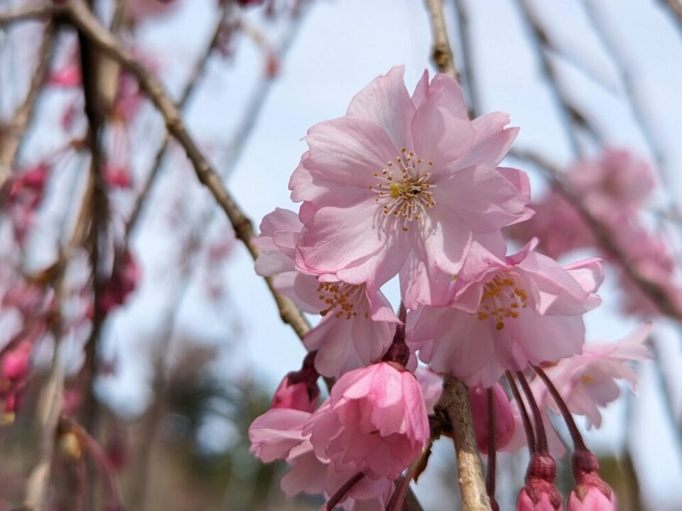 ユガテの桜