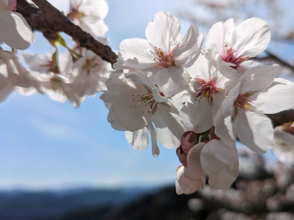 八徳の一本桜