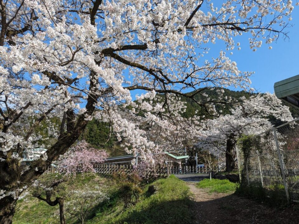 吾野駅前の桜