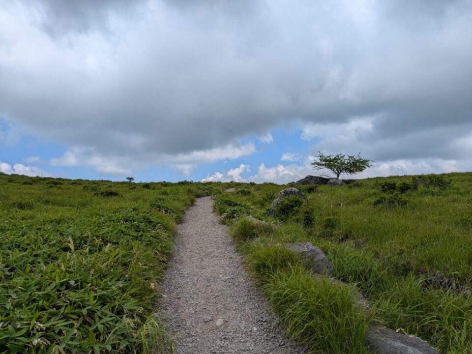 蝶々深山方面の道