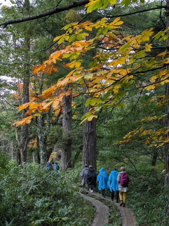 鳩待峠から山の鼻