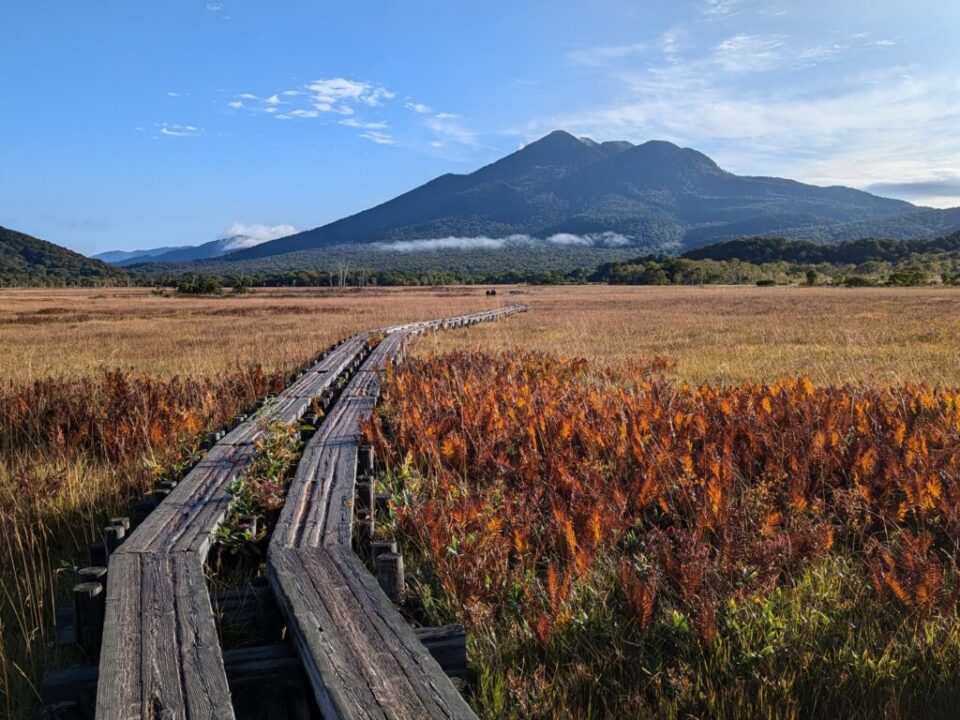 草紅葉の尾瀬ヶ原　燧ケ岳を望む