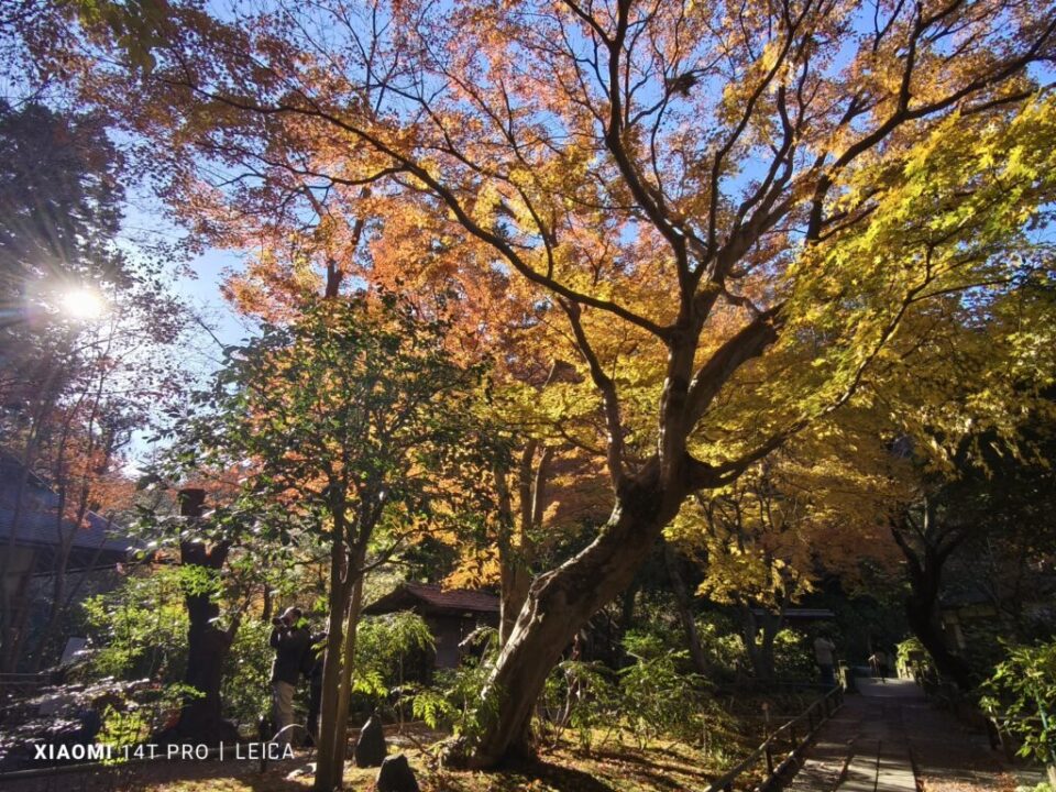 明月院の紅葉