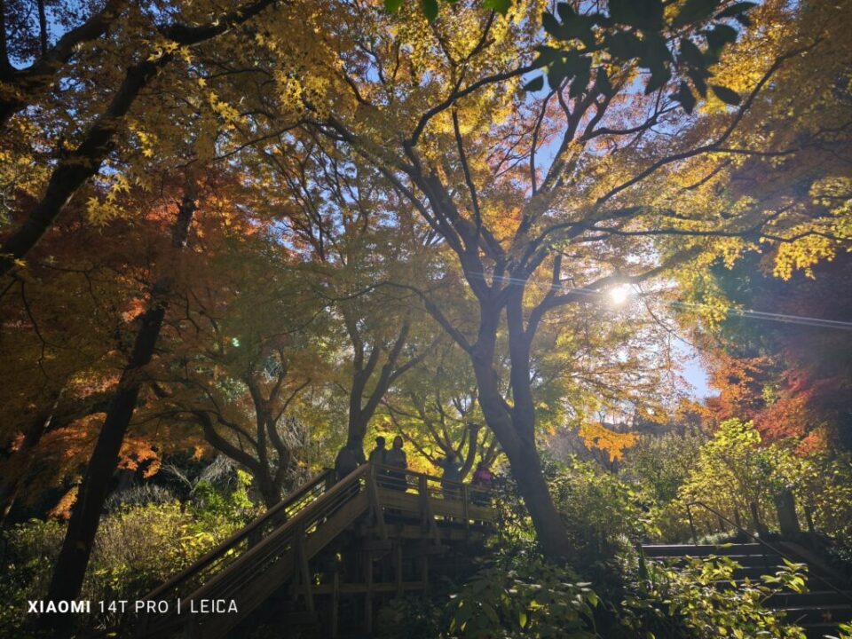 明月院の紅葉