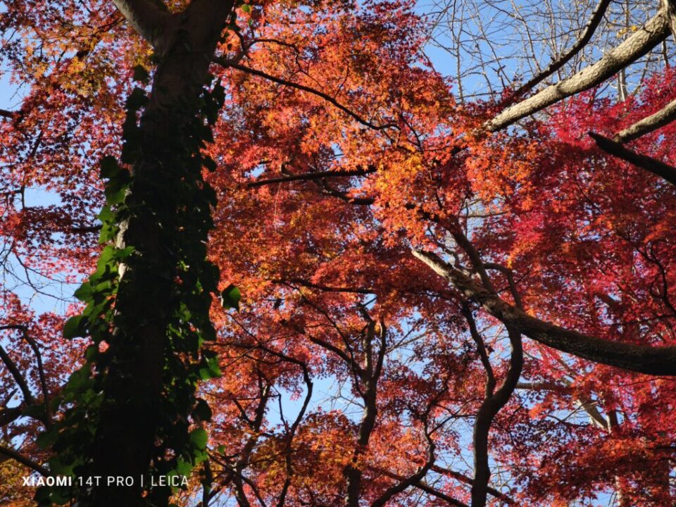 獅子舞ヶ谷の紅葉