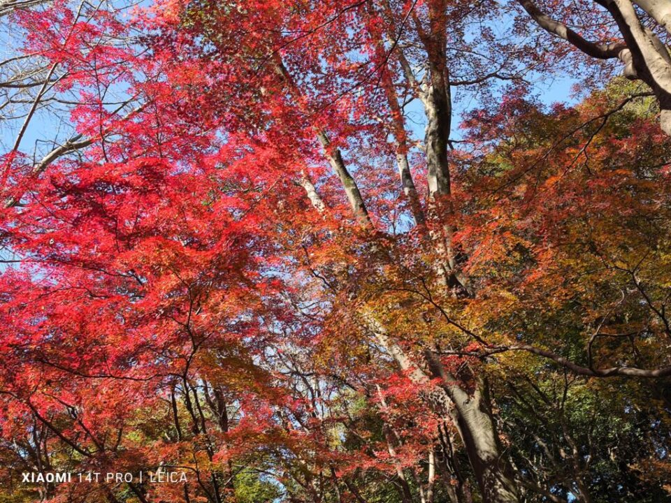 獅子舞ヶ谷の紅葉