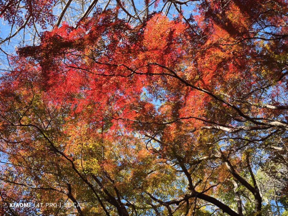 獅子舞ヶ谷の紅葉