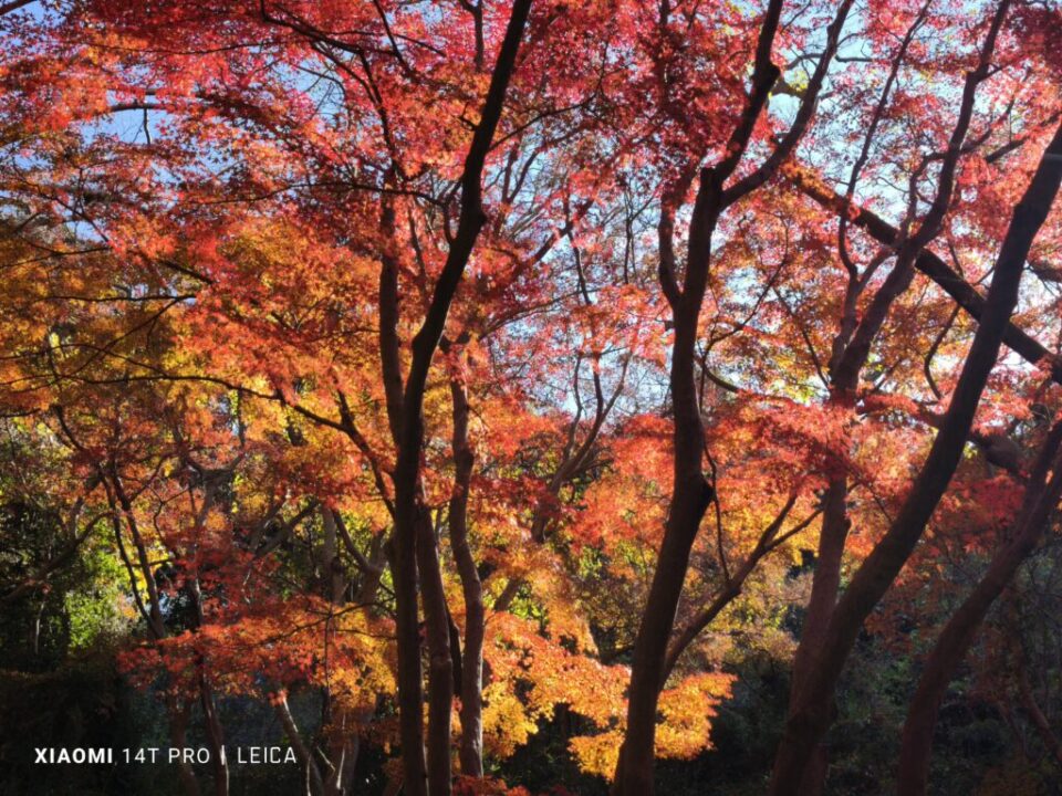 獅子舞ヶ谷の紅葉