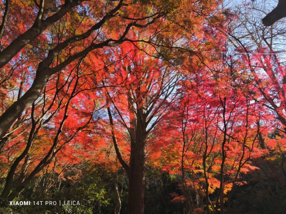 獅子舞ヶ谷の紅葉