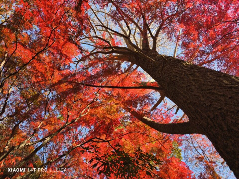 獅子舞ヶ谷の紅葉