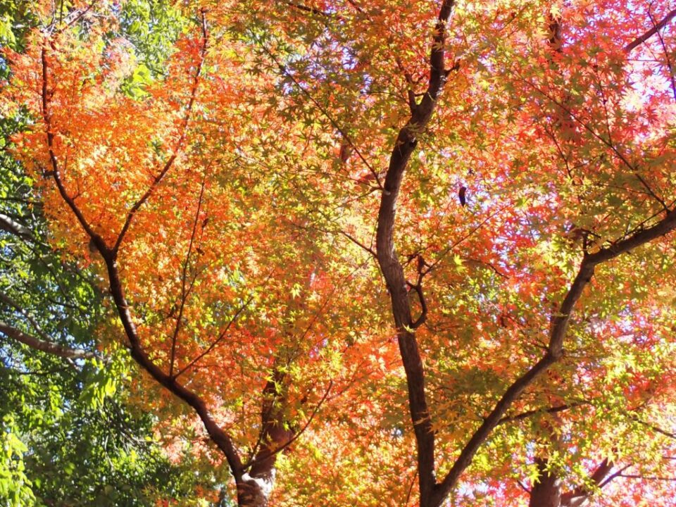 天覧山・多峯主山　紅葉