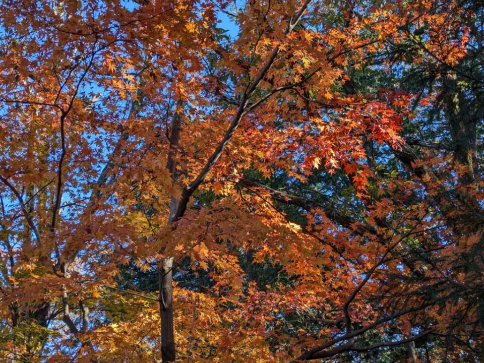 天覧山・多峯主山　紅葉