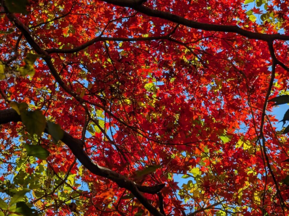 天覧山・多峯主山　紅葉