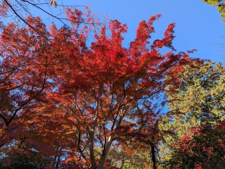 天覧山・多峯主山　紅葉