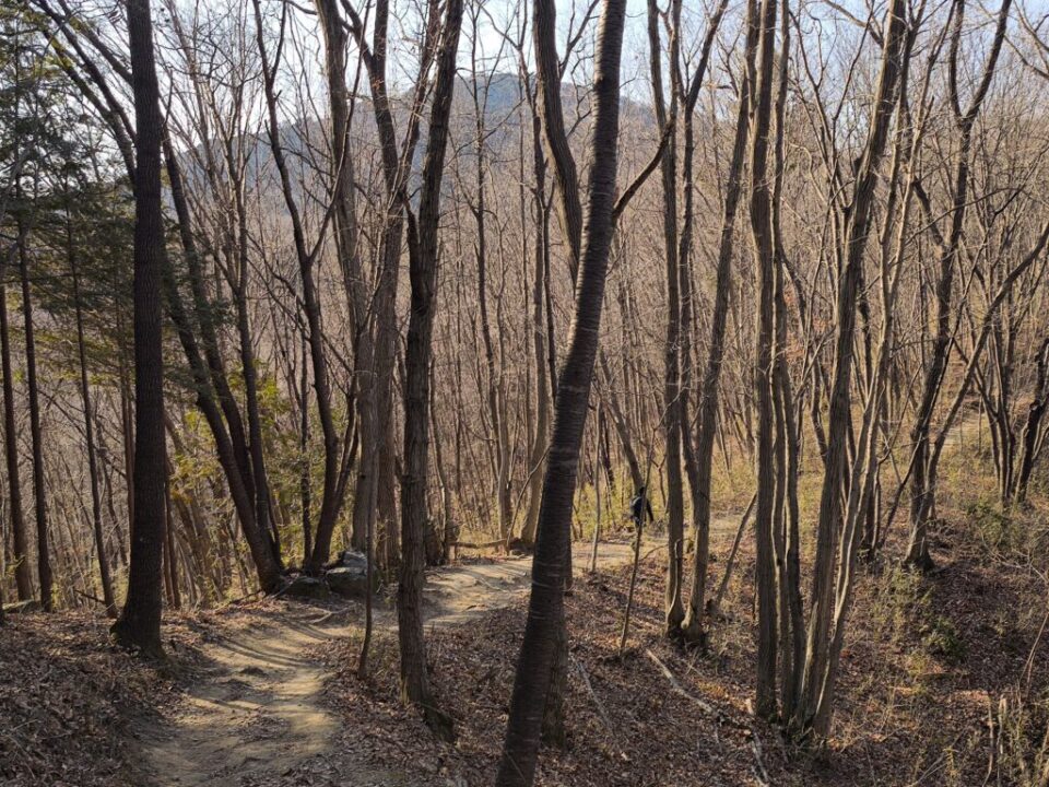 長瀞アルプス登山道