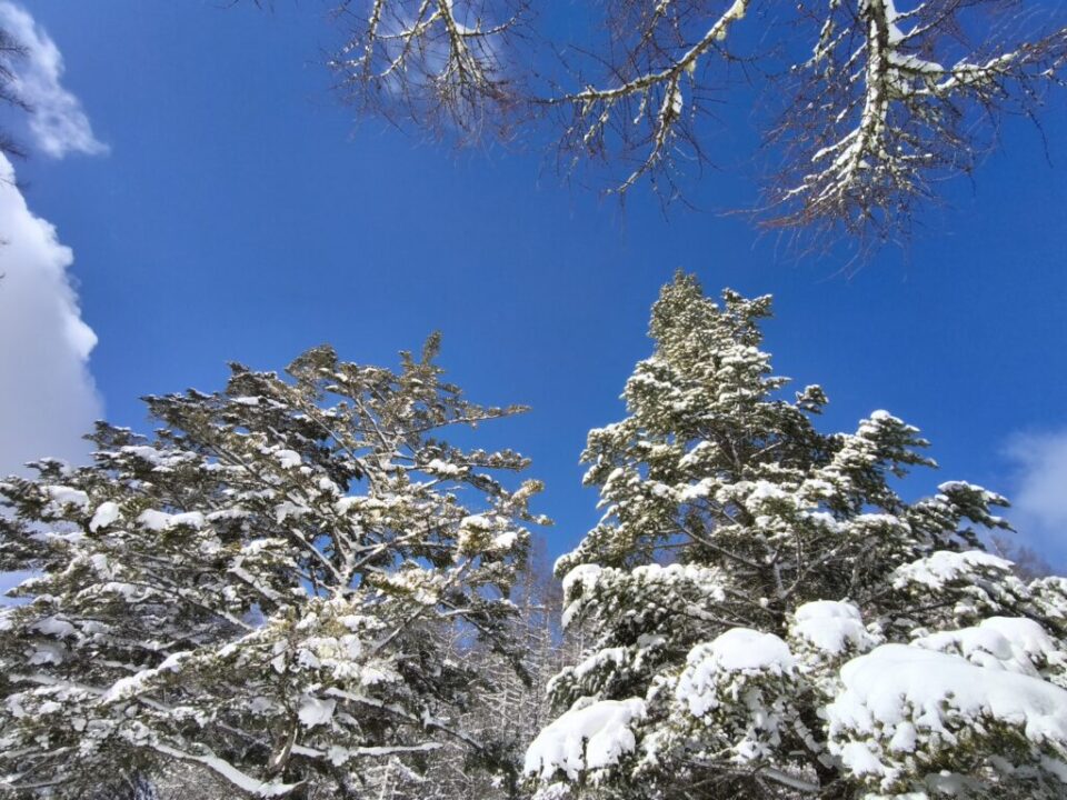 雪の入笠山