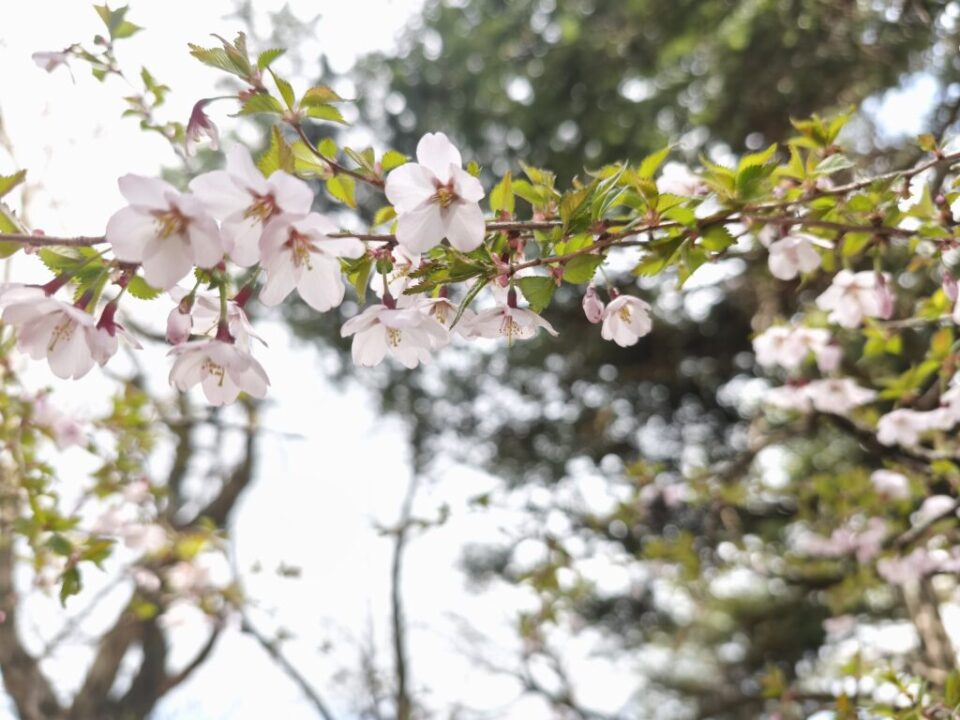 三ツ峠登山道の桜
