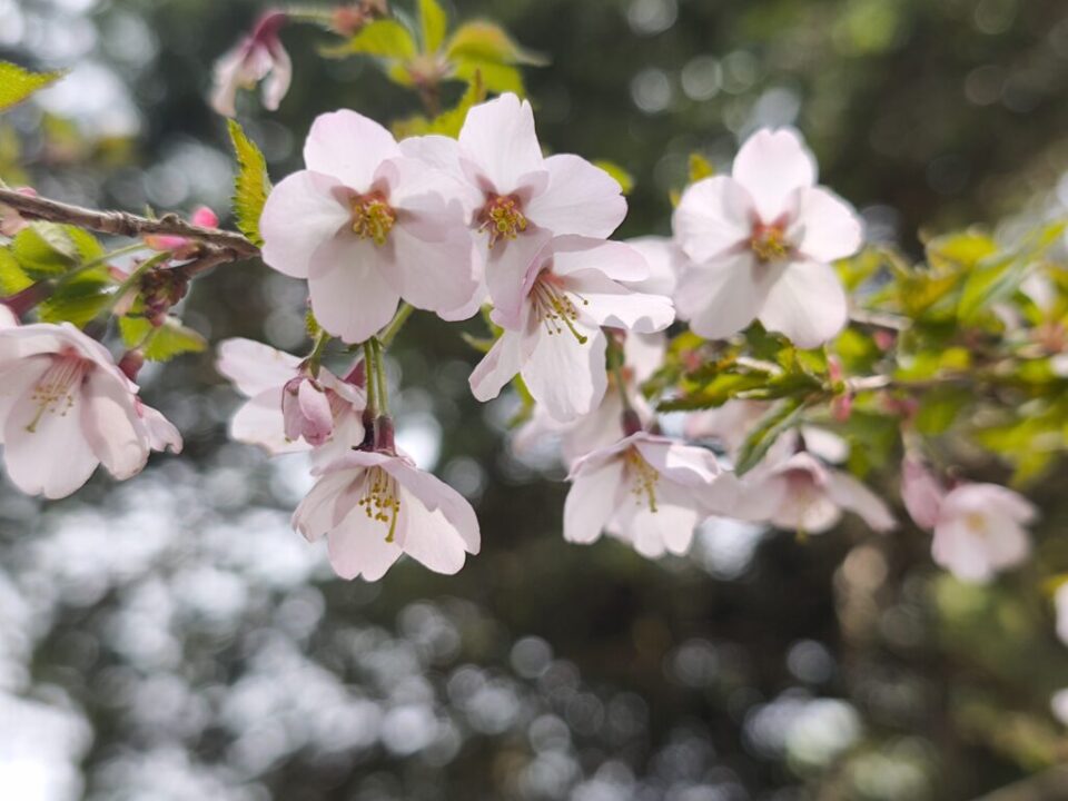 三ツ峠登山道の桜
