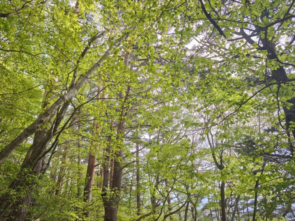 三ツ峠登山道の新緑