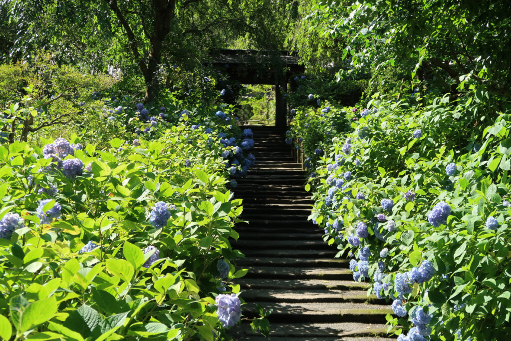 明月院のアジサイの石段
