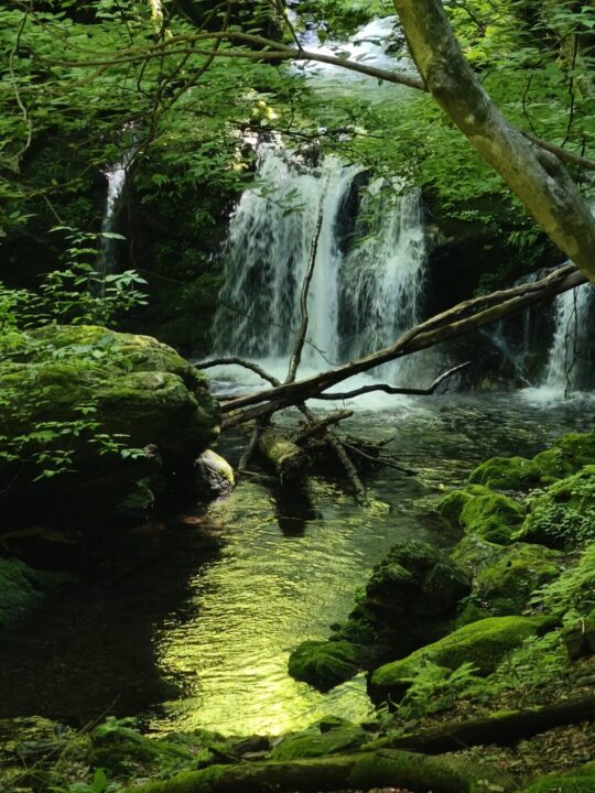 川苔山登山道