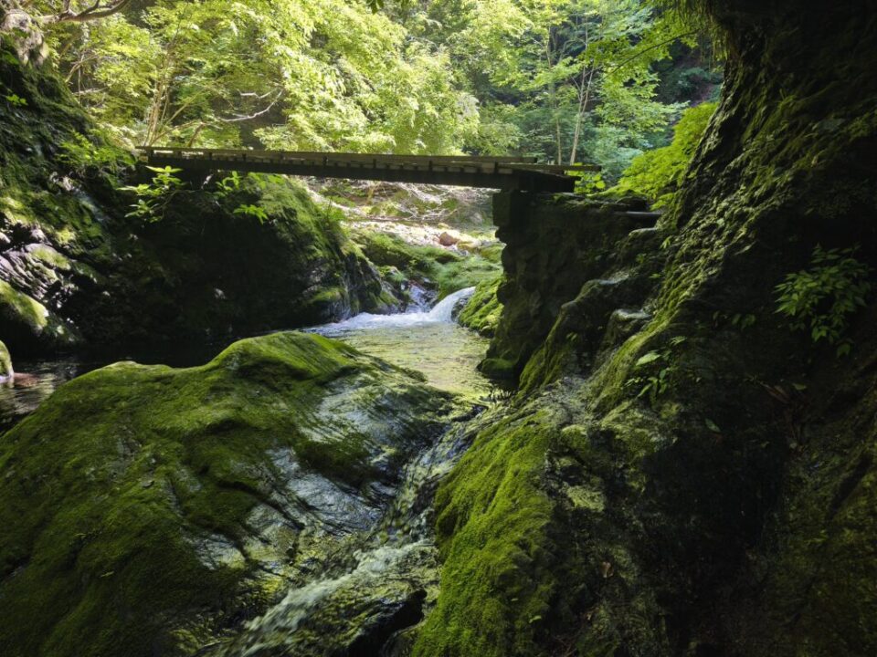 川苔山登山道