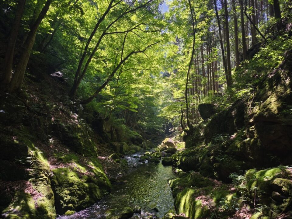 川苔山登山道