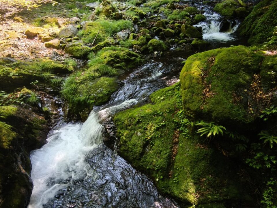 苔むす登山道