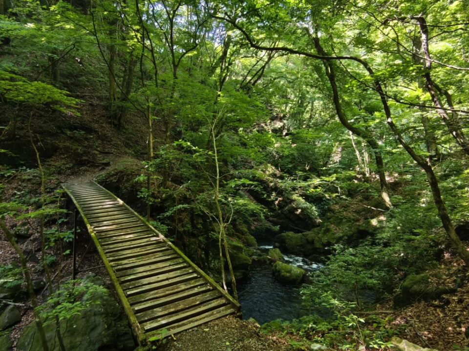川苔山登山道