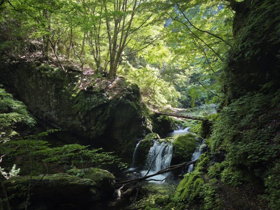 川苔山登山道