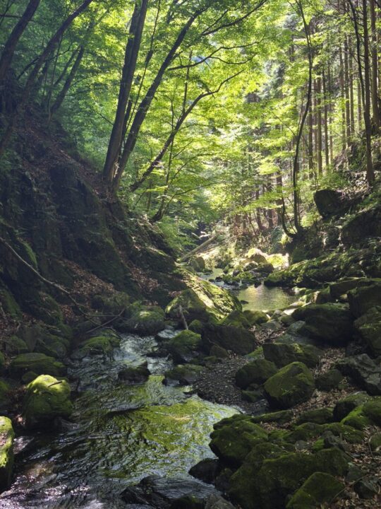 川苔山登山道