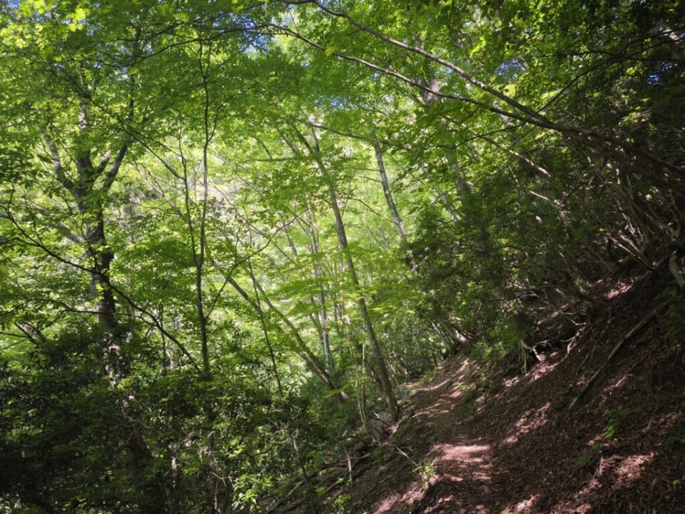 川苔山登山道