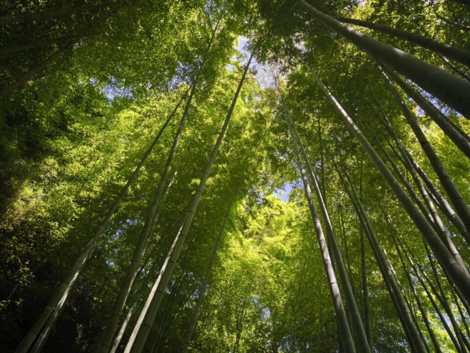 明月院の竹林