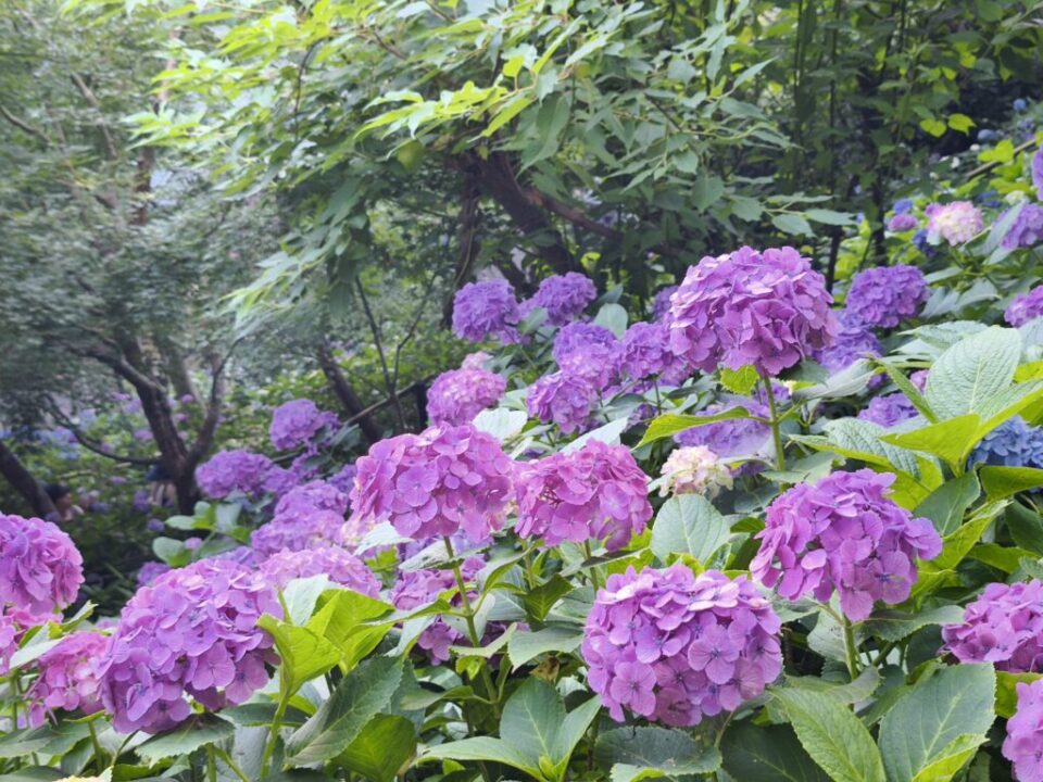 長谷寺のアジサイ