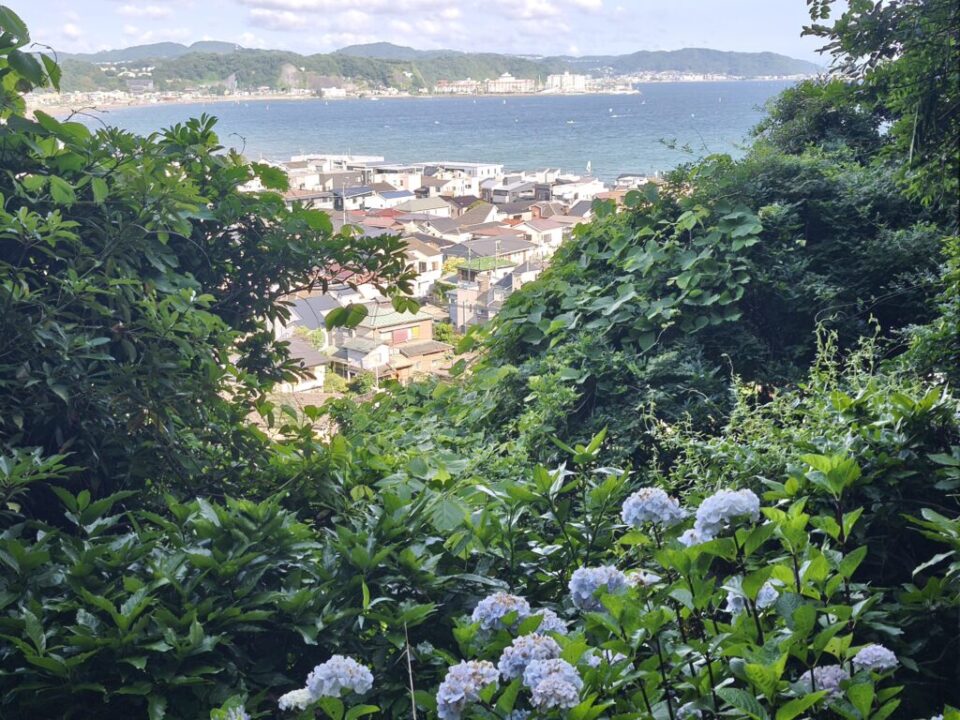 長谷寺のアジサイ