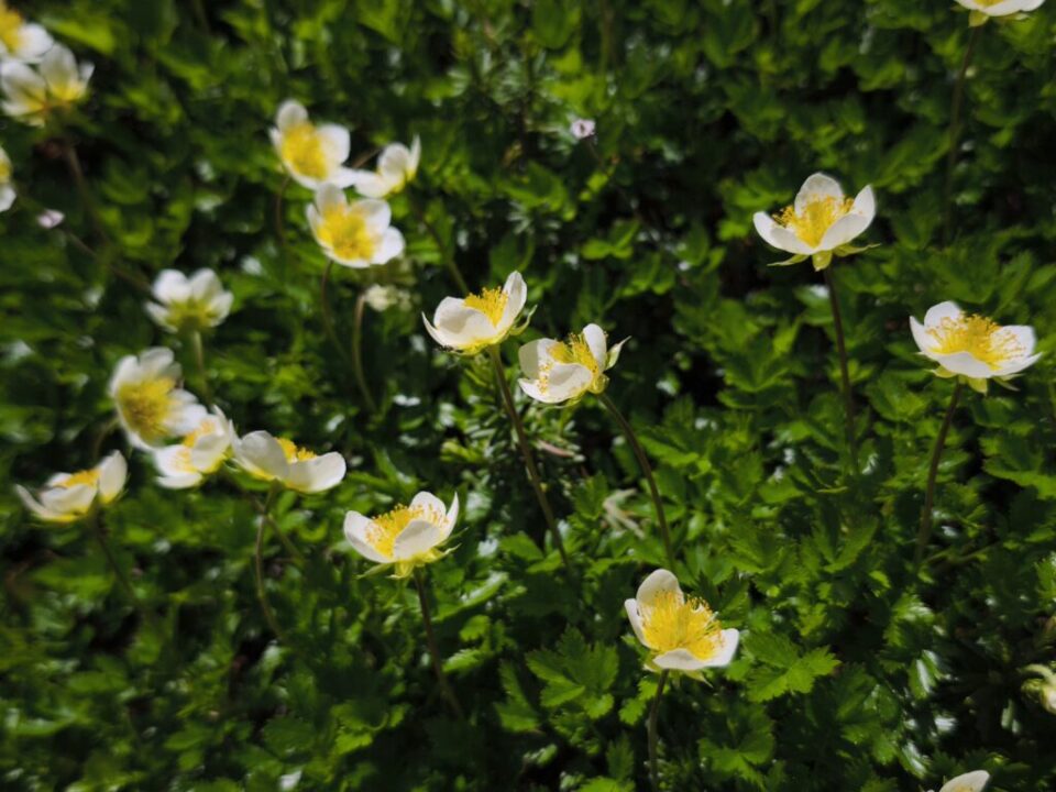 チングルマ