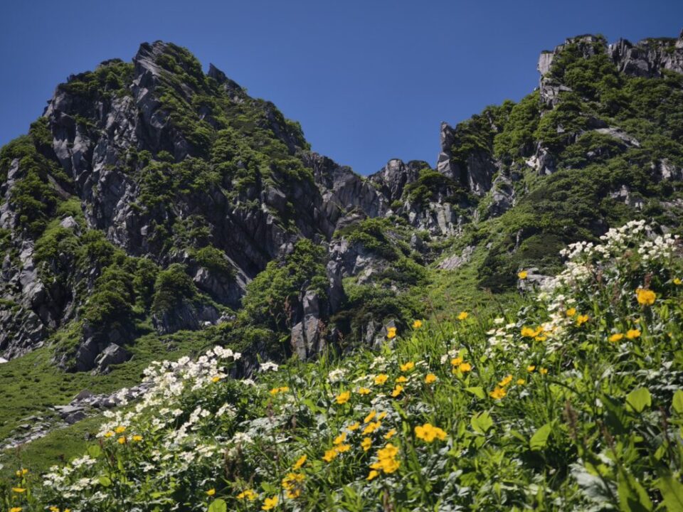 八丁坂はお花畑🌸