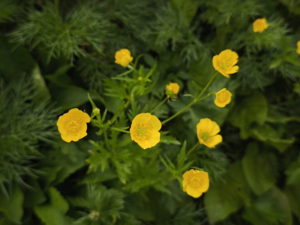 千畳敷カールのお花畑