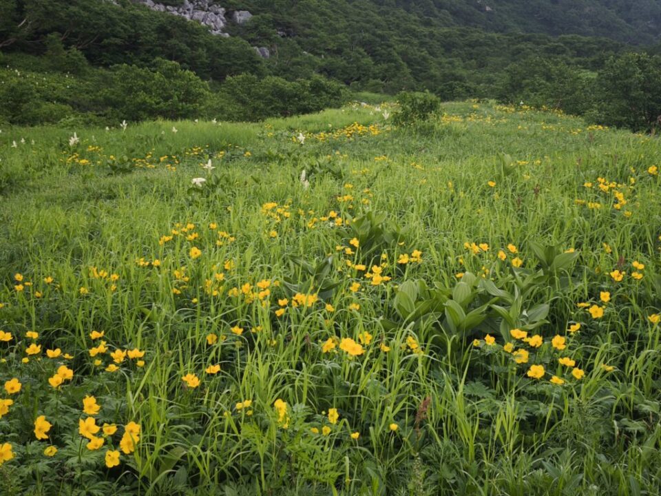 千畳敷カールのお花畑