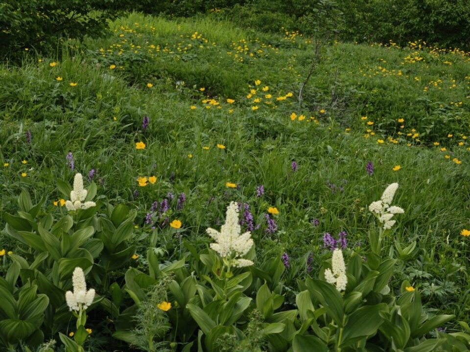 千畳敷カールのお花畑