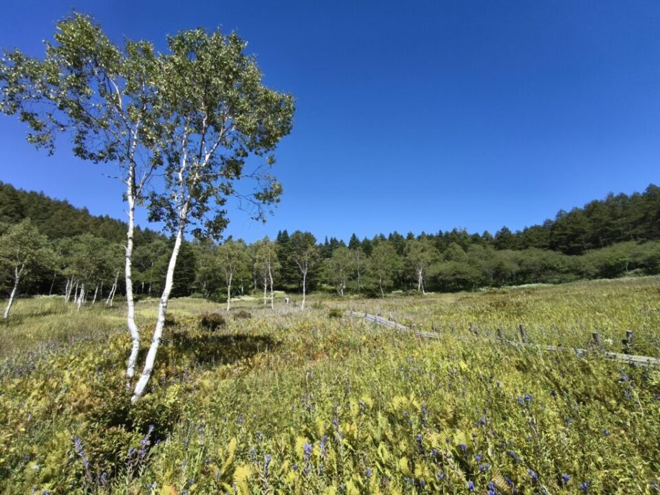 入笠湿原