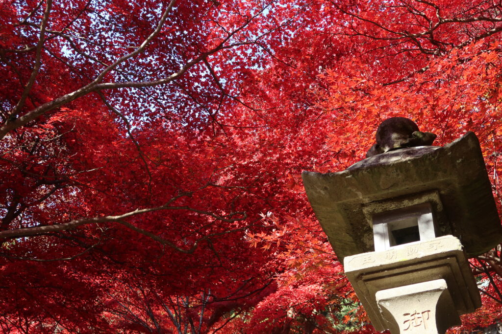 大山寺の紅葉
