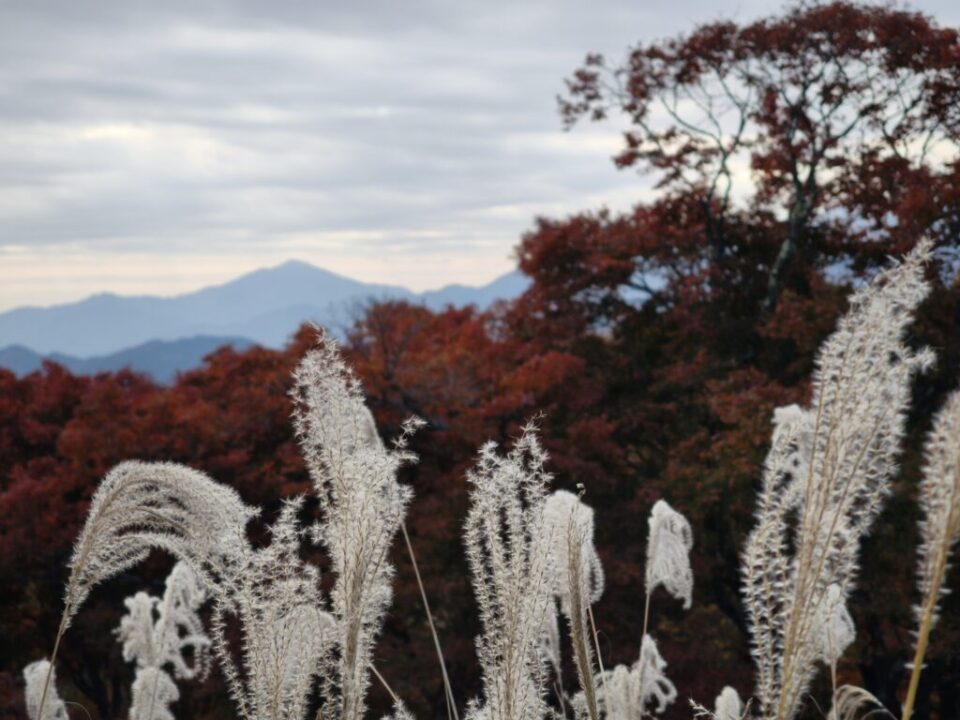 陣馬山から大山を望む