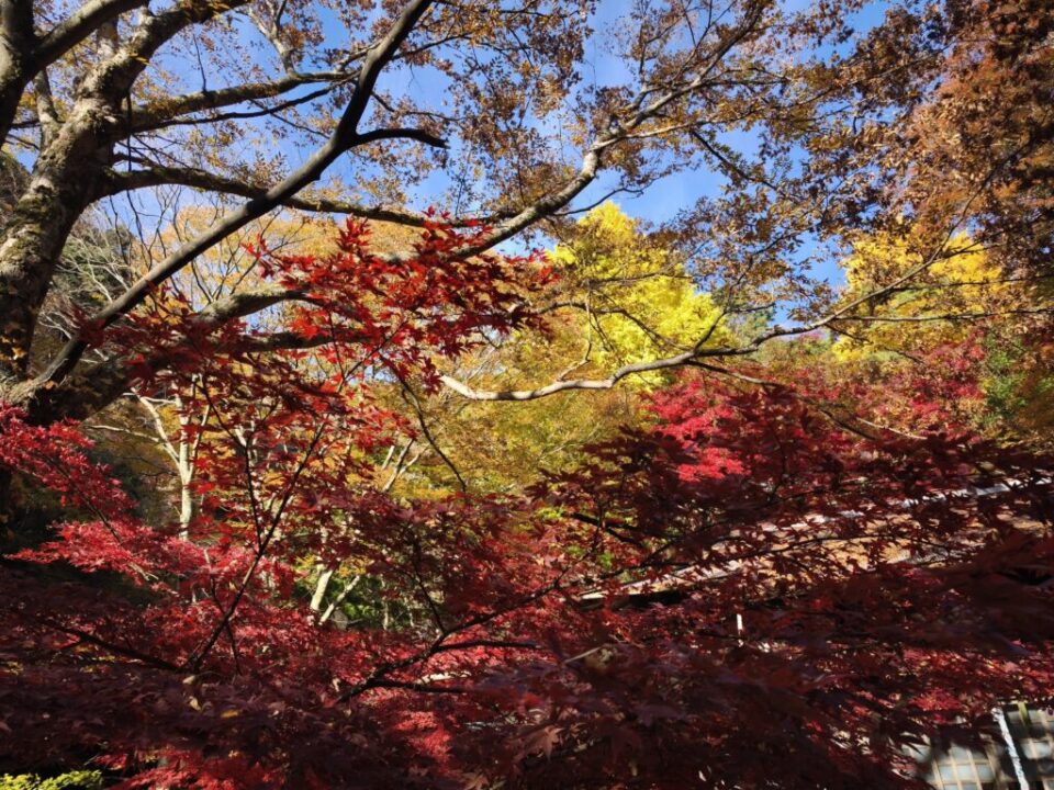 大山の紅葉